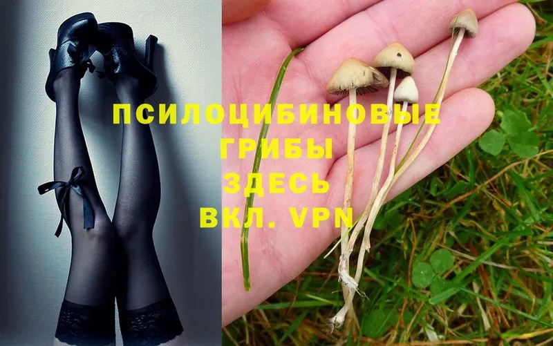 МЕГА зеркало  купить  цена  Кисловодск  Псилоцибиновые грибы Psilocybe 